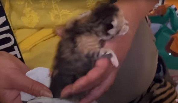 母子猫たちを保護