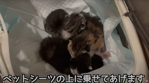 母子猫たちを保護