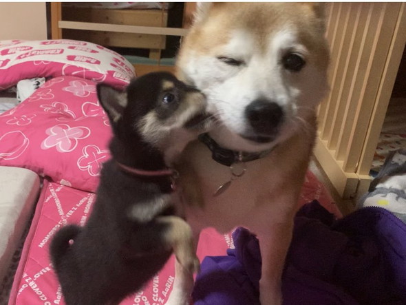 柴犬きょうだい