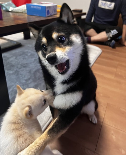 柴犬きょうだい