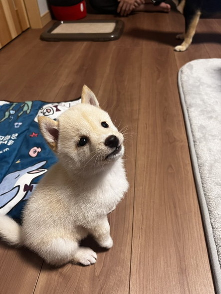 柴犬きょうだい