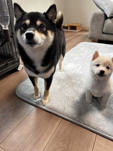 柴犬きょうだい