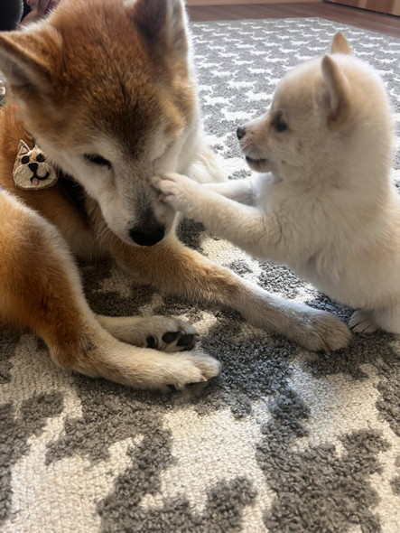 柴犬きょうだい