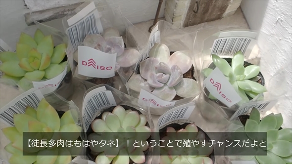 DAISOの多肉植物の育て方＆増やし方