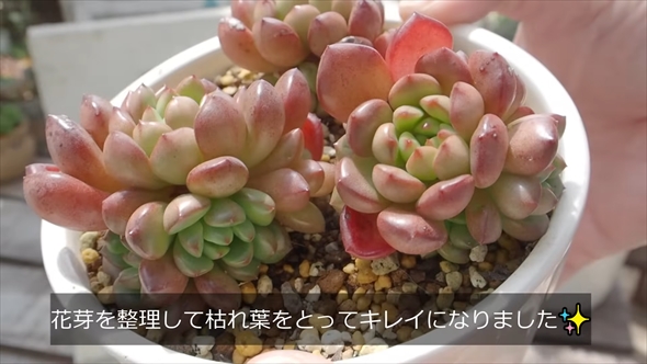 DAISOで買える多肉植物を1年育てたビフォーアフター
