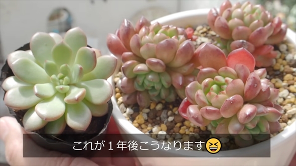 DAISOで買える多肉植物を1年育てたビフォーアフター