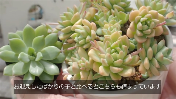 DAISOで買える多肉植物を1年育てたビフォーアフター