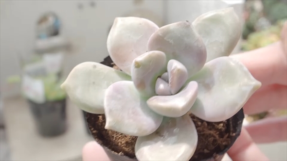 DAISOで買える多肉植物を1年育てたビフォーアフター