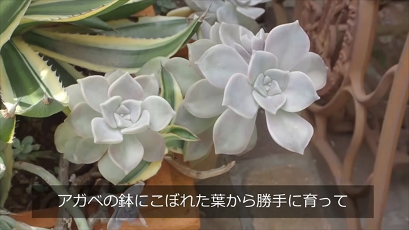 DAISOで買える多肉植物を1年育てたビフォーアフター