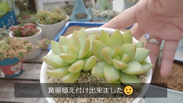 DAISOの多肉植物の育て方＆増やし方