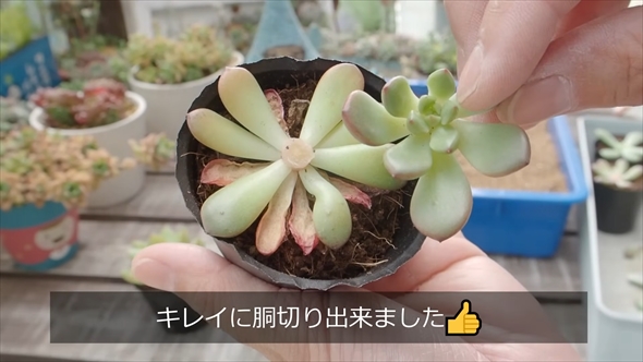 DAISOの多肉植物の育て方＆増やし方