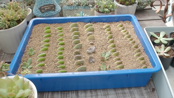 DAISOの多肉植物の育て方＆増やし方