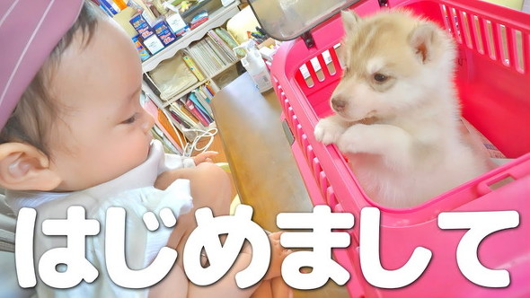 赤ちゃんと犬