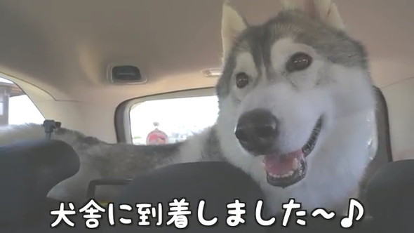 犬舎到着
