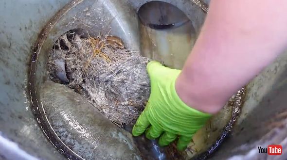 根を引き抜く様子