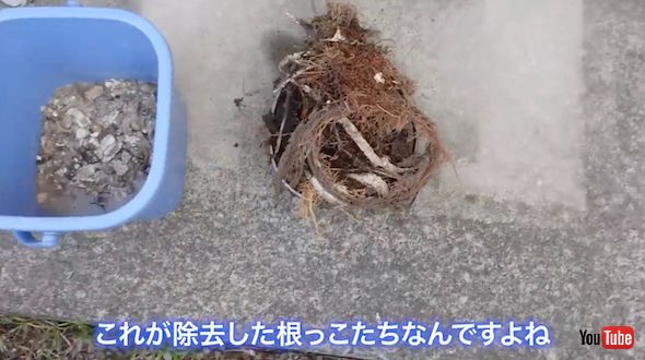 回収した根っこと油のかたまり