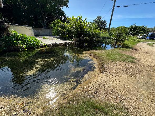 まきのじさんが投稿した黒島研究所のサメ