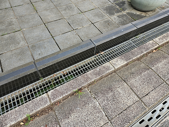 側溝から顔を出すヘビ