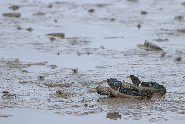 干潟のムツゴロウ