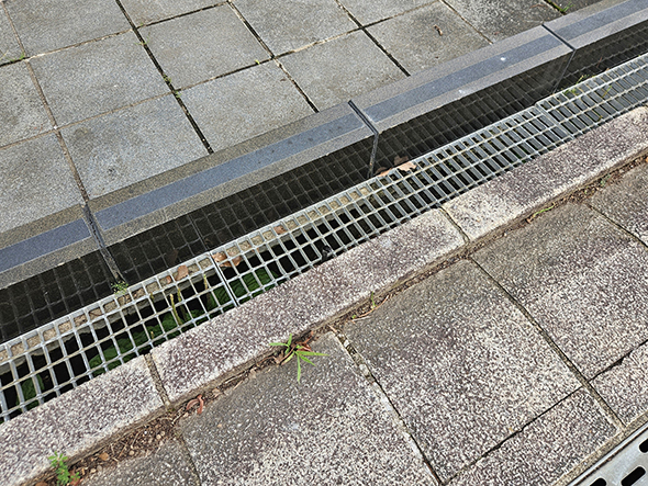 側溝から顔を出すヘビ少しアップ