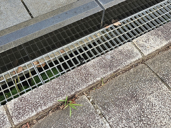 側溝から顔を出すヘビアップ