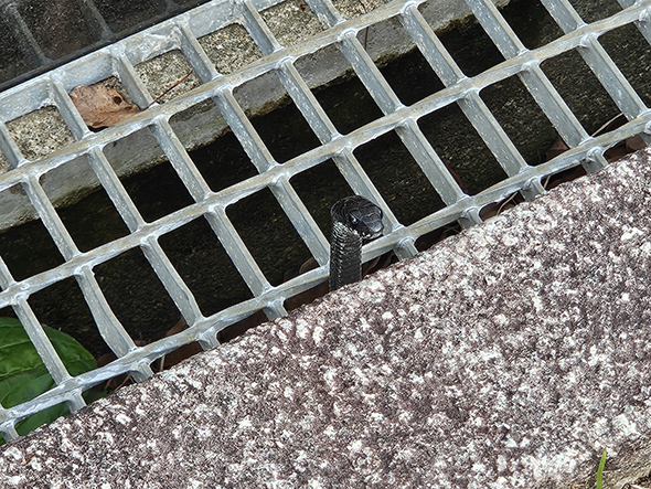 側溝から顔を出すヘビ顔