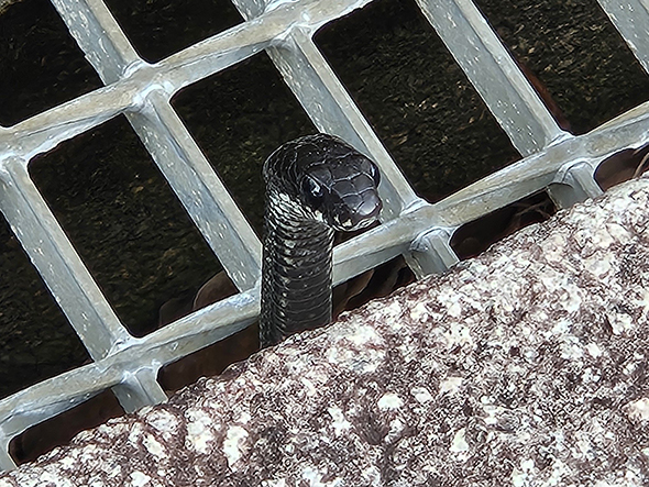側溝から顔を出すヘビ顔アップ