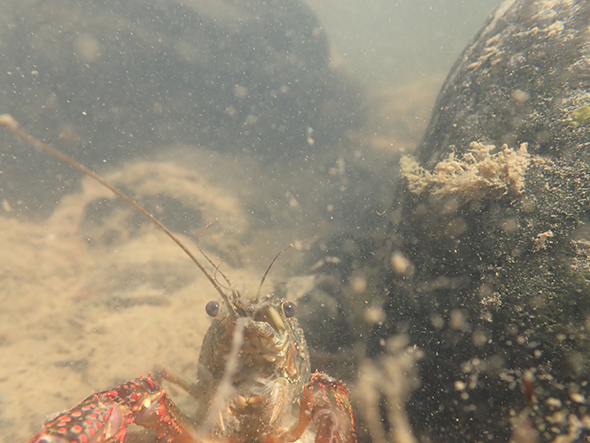 自撮りザリガニ