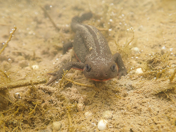 アカハライモリ