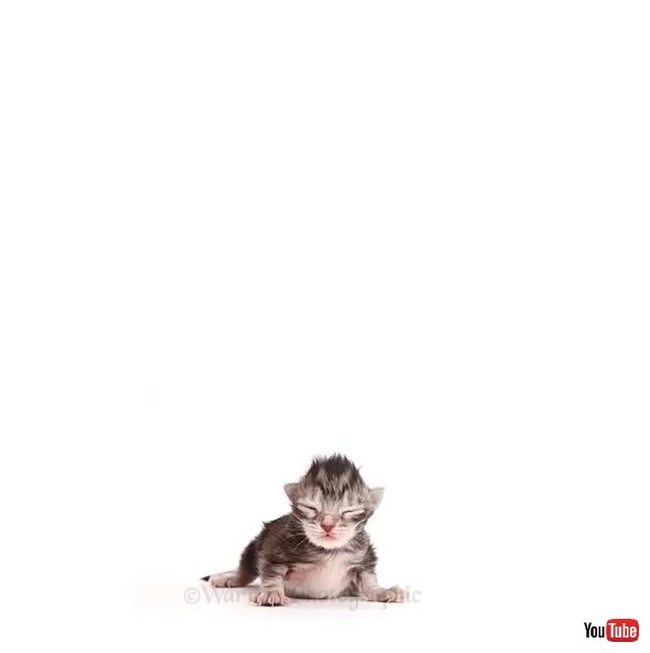 子猫 成猫 成長 タイムラプス 動画 記録