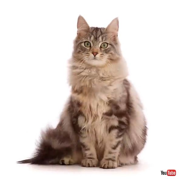 子猫 成猫 成長 タイムラプス 動画 記録