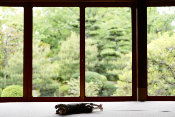 のびのびしている猫ちゃん