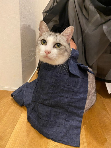 座っている猫ちゃん