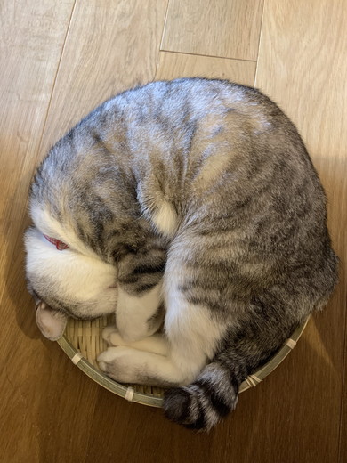 まるまる猫ちゃん