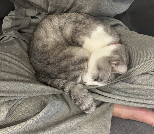 膝上で寝る猫ちゃん