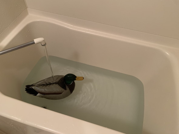 浴槽に浮かんでいるマガモのデコイ