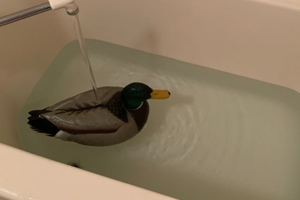 浴槽に浮かんでいるマガモのデコイ