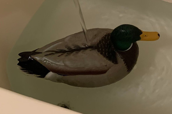 浴槽に浮かんでいるマガモのデコイ