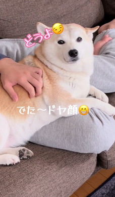 お兄ちゃん大好き柴犬