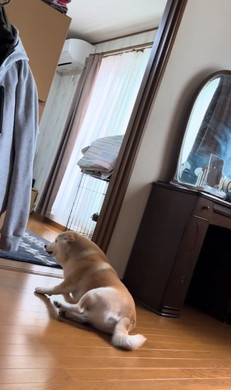 お兄ちゃん大好き柴犬