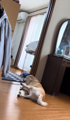 お兄ちゃん大好き柴犬