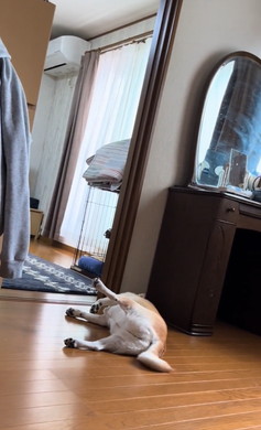 お兄ちゃん大好き柴犬