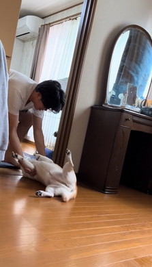 お兄ちゃん大好き柴犬