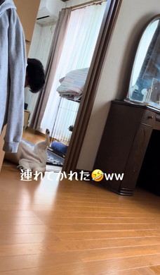 お兄ちゃん大好き柴犬