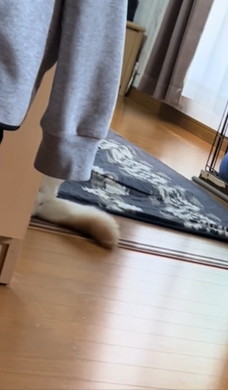 お兄ちゃん大好き柴犬