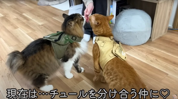 フェンスを越えてやってきた野良猫