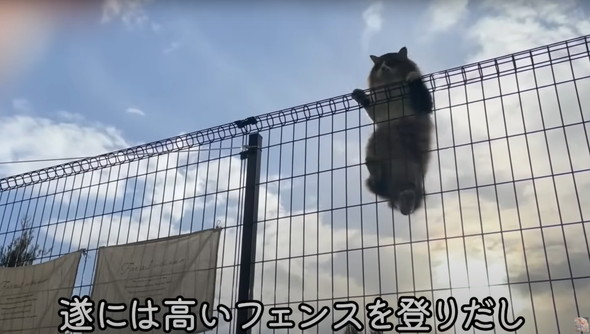 フェンスを越えてやってきた野良猫