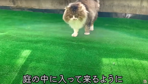 フェンスを越えてやってきた野良猫