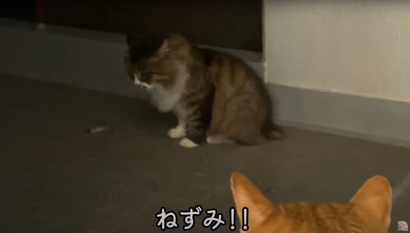 フェンスを越えてやってきた野良猫