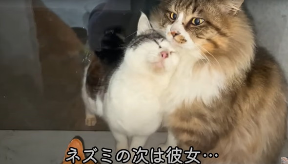 フェンスを越えてやってきた野良猫